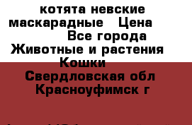 котята невские маскарадные › Цена ­ 18 000 - Все города Животные и растения » Кошки   . Свердловская обл.,Красноуфимск г.